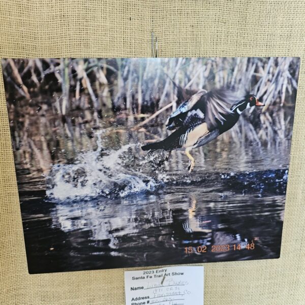 "I Gotta Fly" By Linda Burns  11x14in