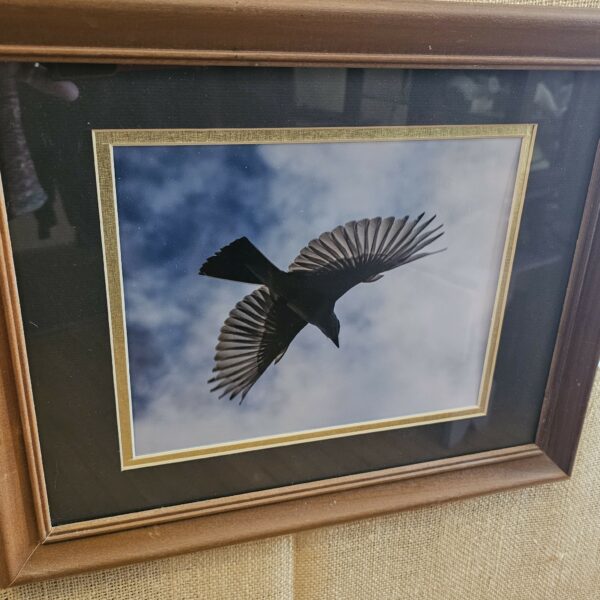 "Western King Bird" By Sue Keefer  13x16in